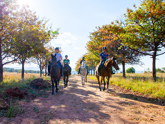 shepherd's fold trail rides