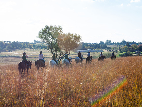 shepherd's fold trail rides