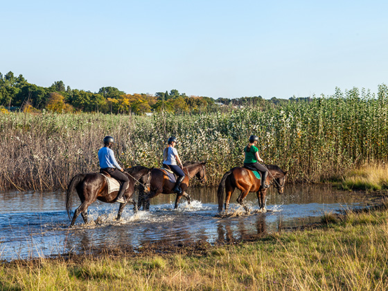 shepherd's fold trail rides